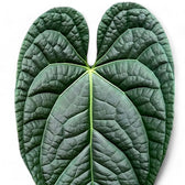 Anthurium magnificum x luxurians close-up of leaf on white background.