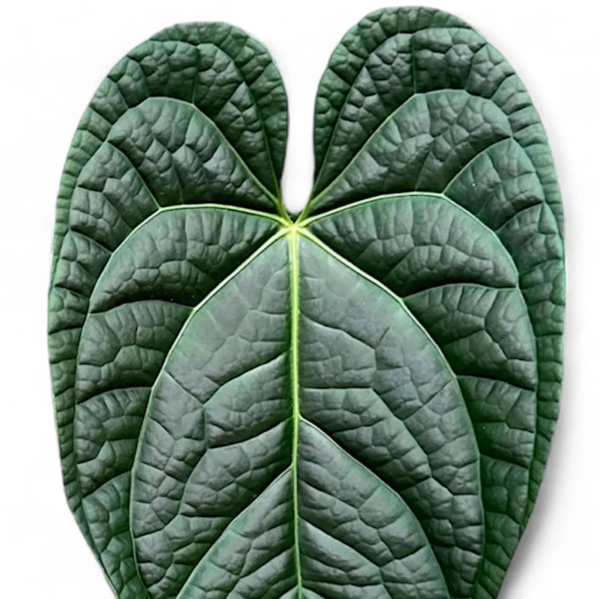 Anthurium magnificum x luxurians close-up of leaf on white background.