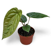 Anthurium magnificum x luxurians potted plant in nursery pot on white background.