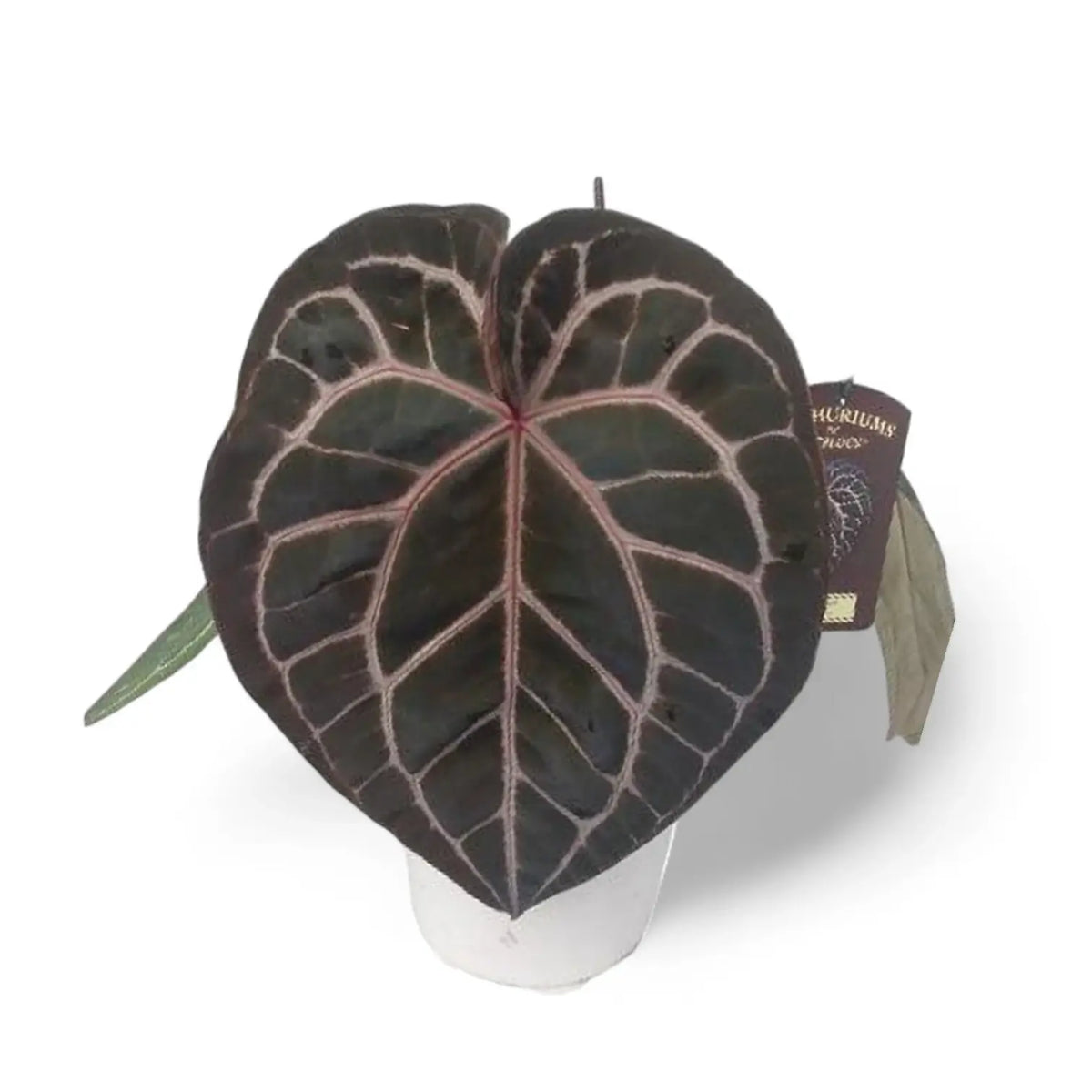 Anthurium' Michelle' ® (DocBlock) Zimmerpflanze im Anzuchttopf vor weißem Hintergrund, Produktfoto 12.