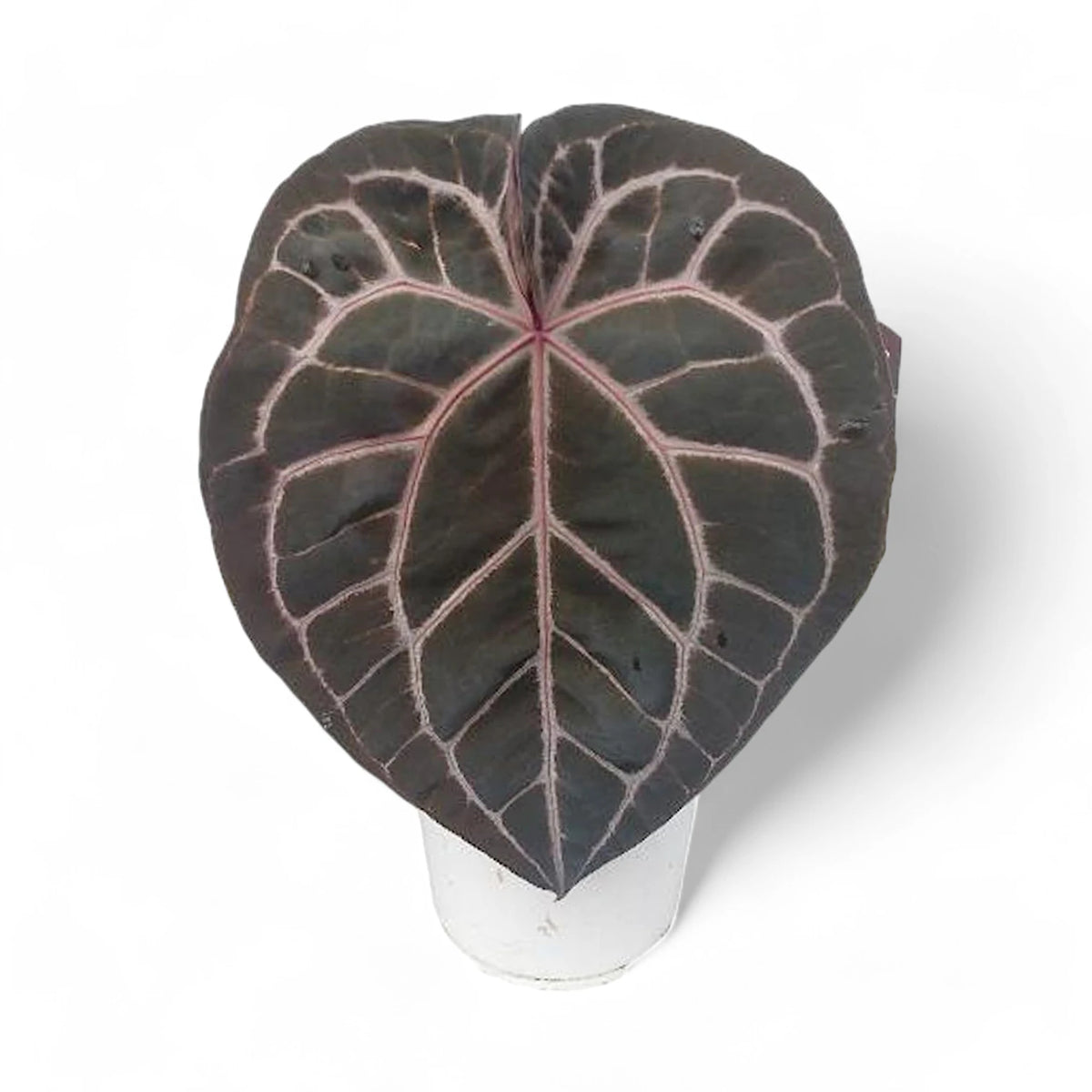 Anthurium' Michelle' ® (DocBlock) Zimmerpflanze im Anzuchttopf vor weißem Hintergrund, Produktfoto 2.