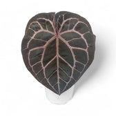 Anthurium' Michelle' ® (DocBlock) Zimmerpflanze im Anzuchttopf vor weißem Hintergrund, Produktfoto 2.
