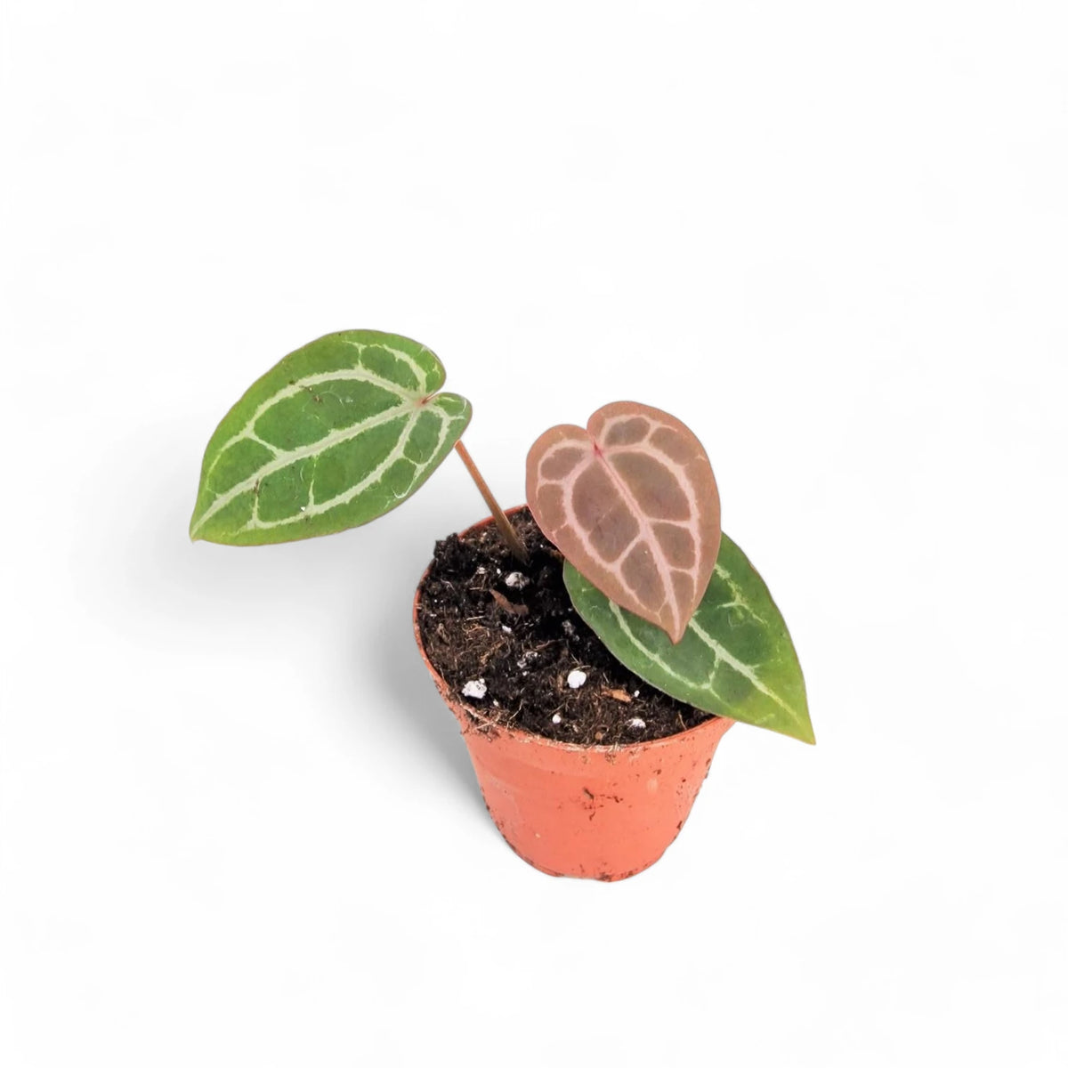Anthurium' Michelle' ® (DocBlock) Zimmerpflanze im Anzuchttopf vor weißem Hintergrund, Produktfoto 3.