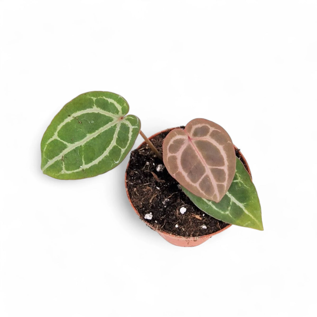 Anthurium' Michelle' ® (DocBlock) Zimmerpflanze im Anzuchttopf vor weißem Hintergrund, Produktfoto 4.