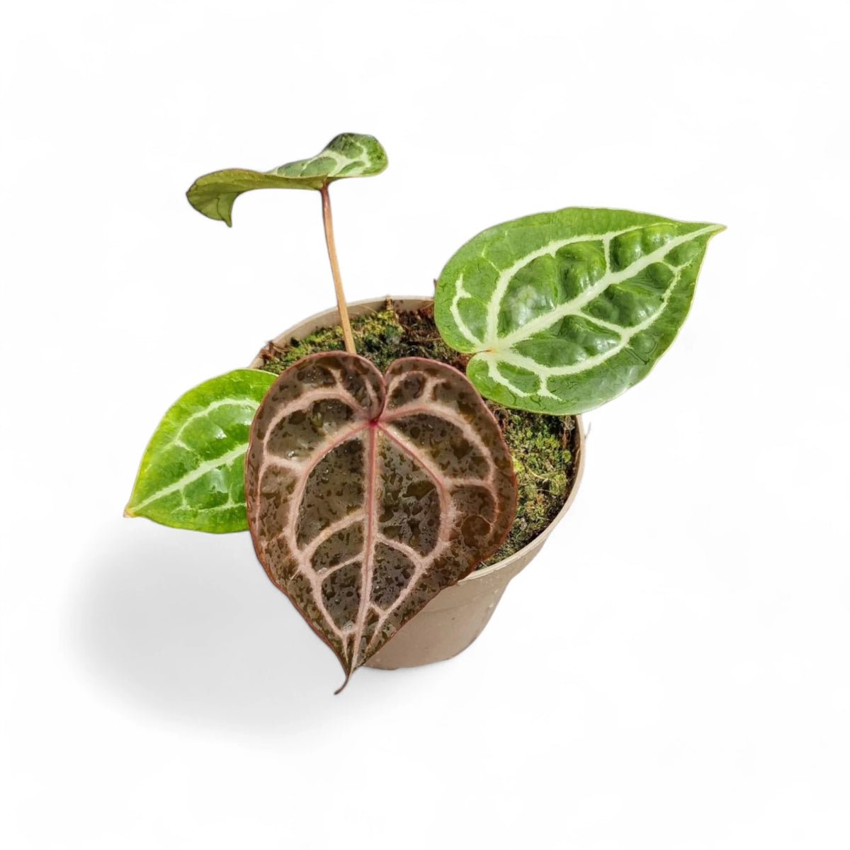 Anthurium' Michelle' ® (DocBlock) Zimmerpflanze im Anzuchttopf vor weißem Hintergrund, Produktfoto 7.