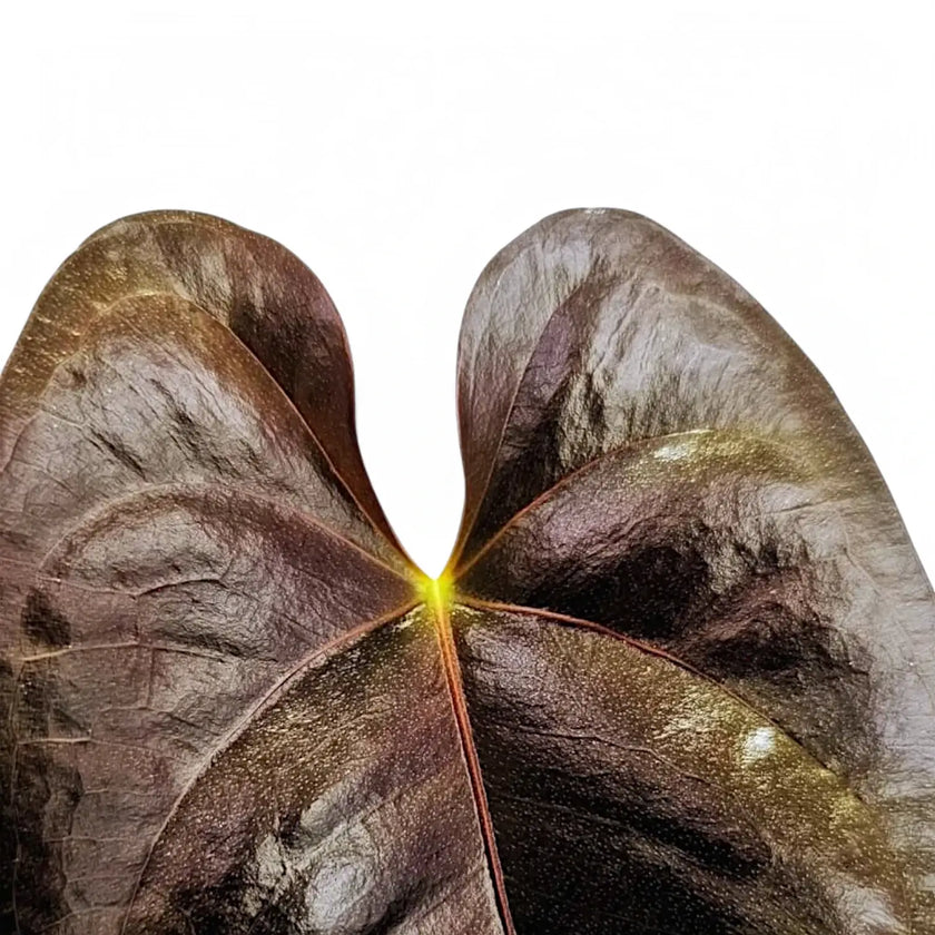 Anthurium moodeanum leaf detail on white background.