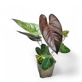Anthurium moodeanum Zimmerpflanze im Anzuchttopf vor weißem Hintergrund, Produktfoto 2.