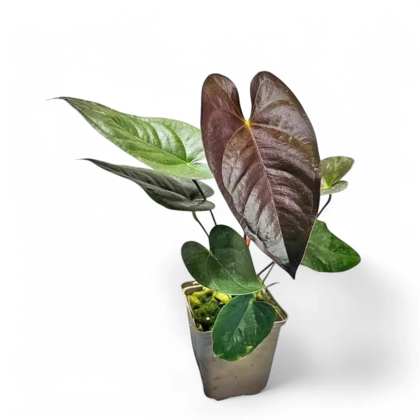 Anthurium moodeanum potted plant in nursery pot on white background.