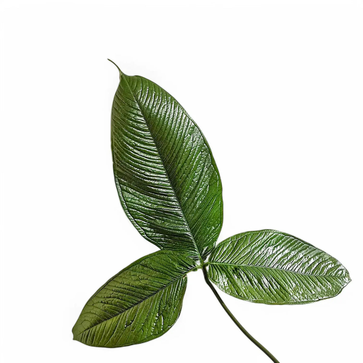 Anthurium moonenii – Blattdetail vor weißem Hintergrund..