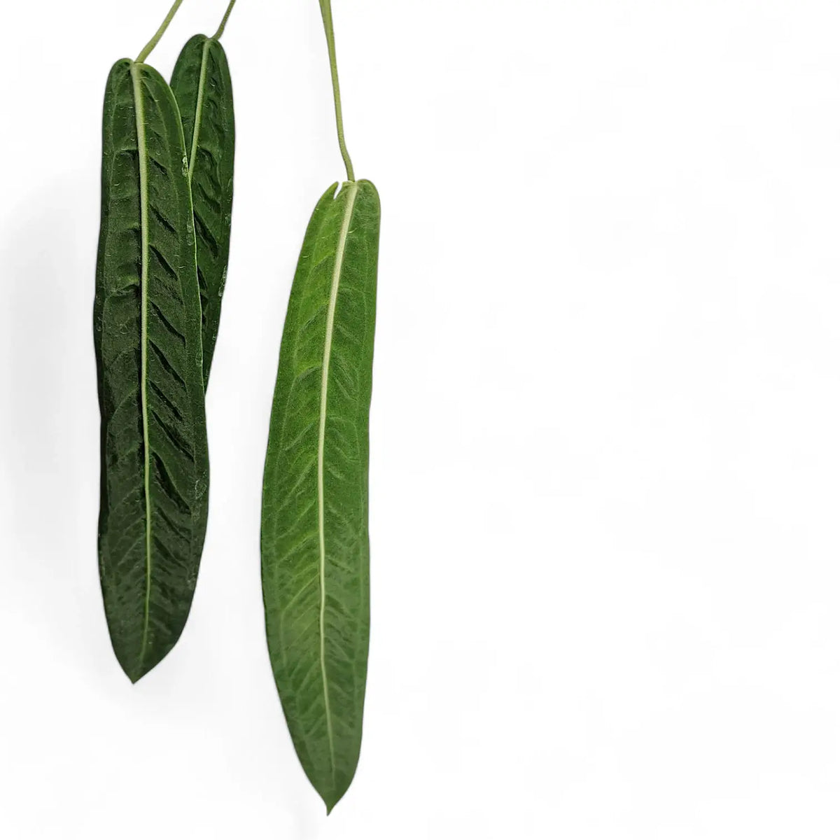Anthurium pallidiflorum leaf detail on white background.