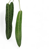 Anthurium pallidiflorum leaf detail on white background.