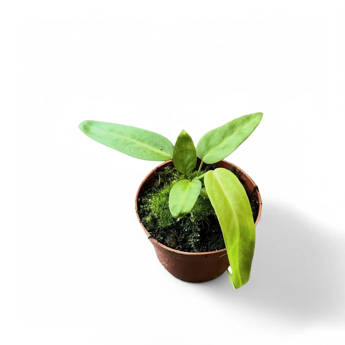 Anthurium pallidiflorum potted plant in nursery pot on white background.