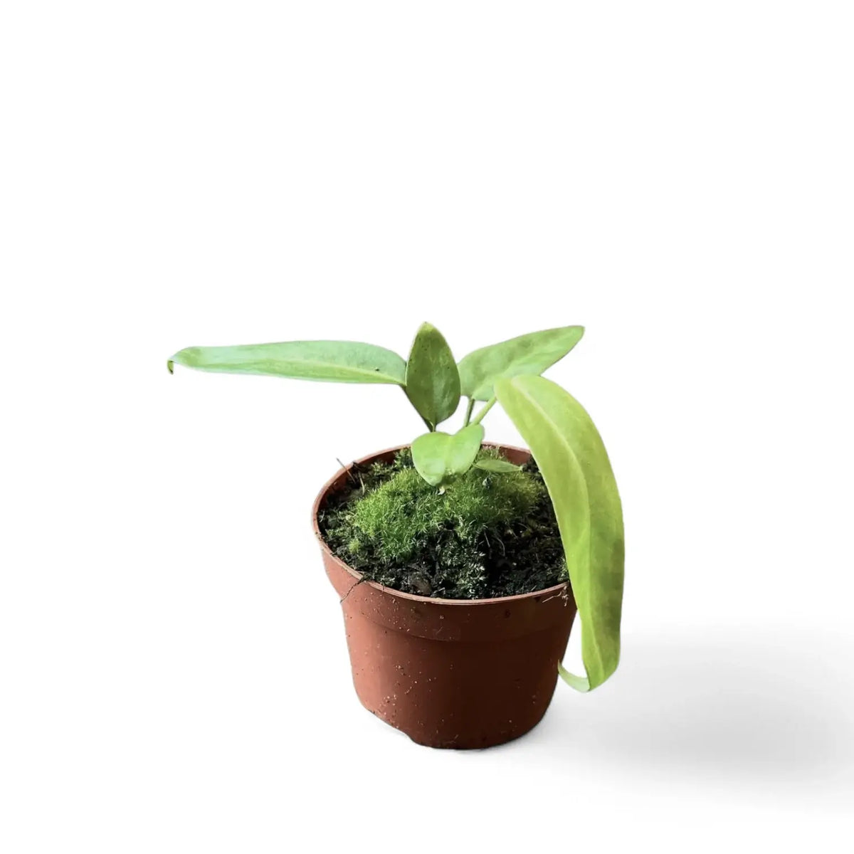 Anthurium pallidiflorum potted plant in nursery pot on white background.