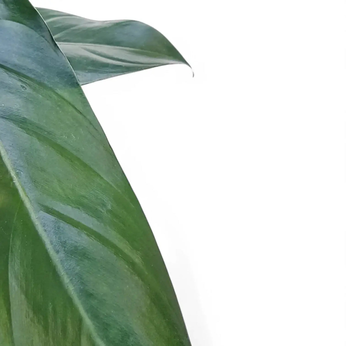 Anthurium pandurilaminum leaf detail on white background.
