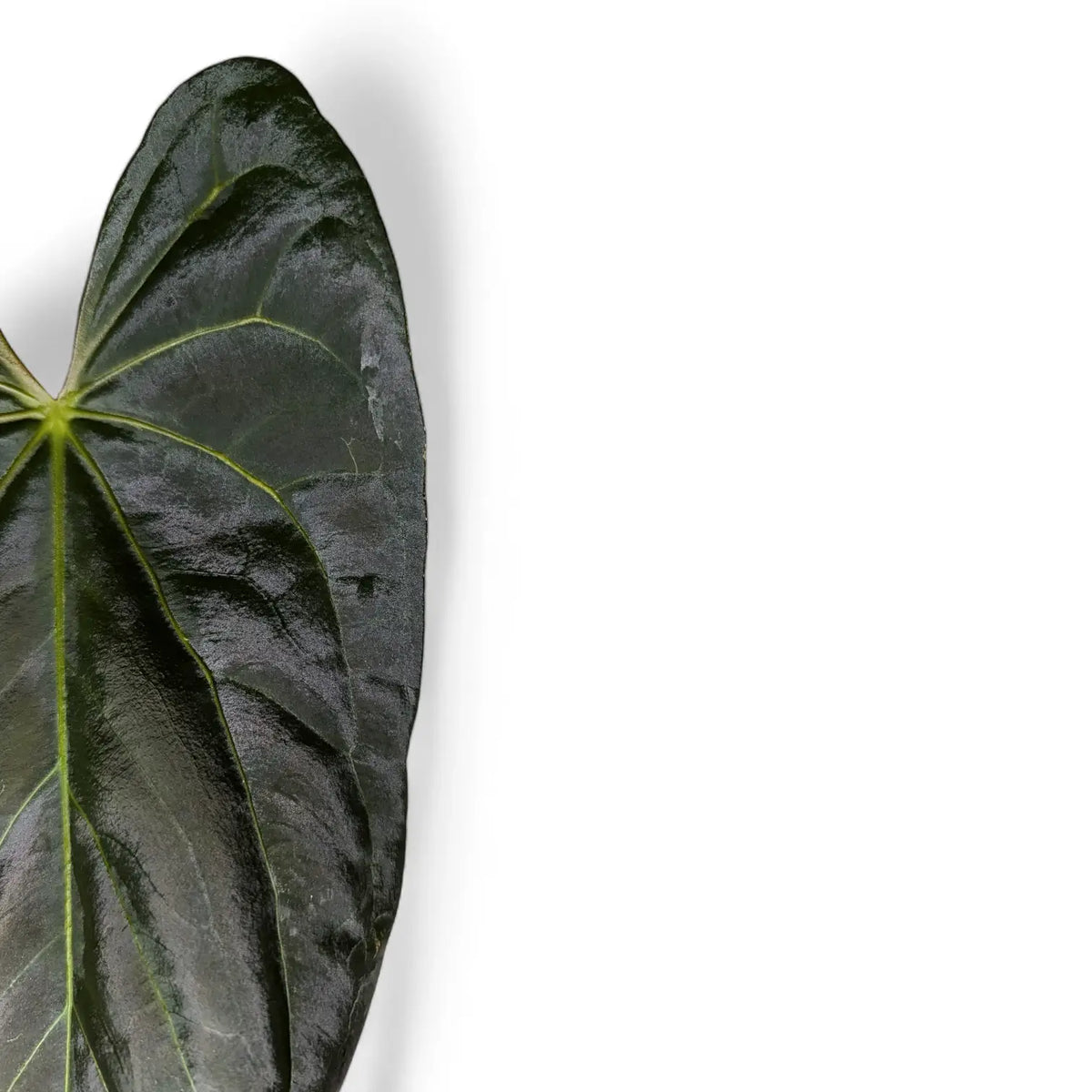 Anthurium papillilaminum close-up of leaf on white background.