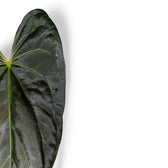 Anthurium papillilaminum leaf detail on white background.
