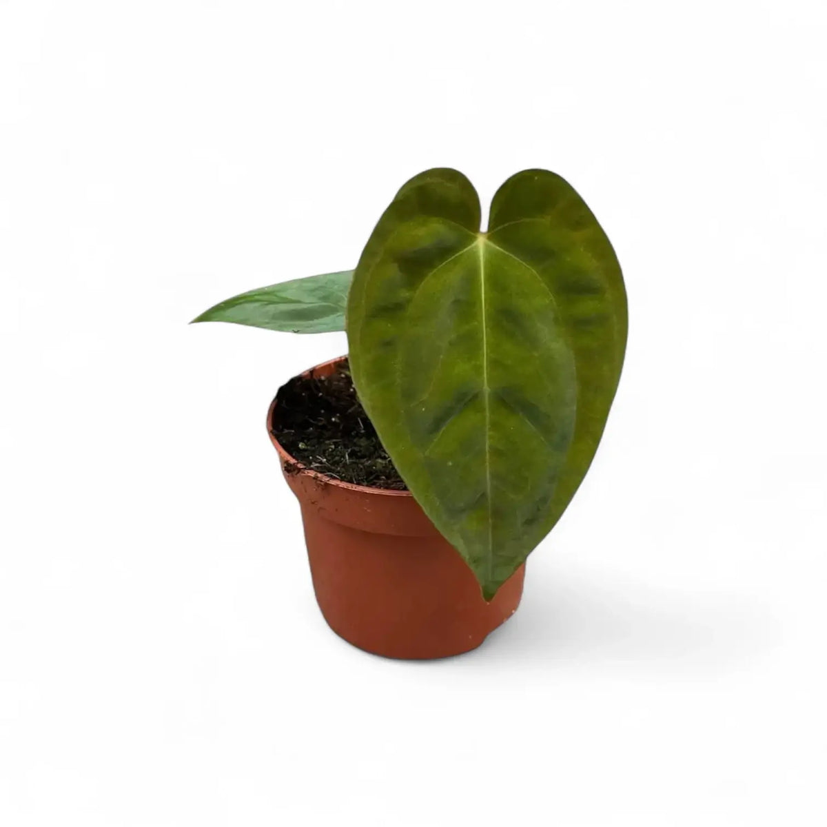 Anthurium papillilaminum potted plant in nursery pot on white background.