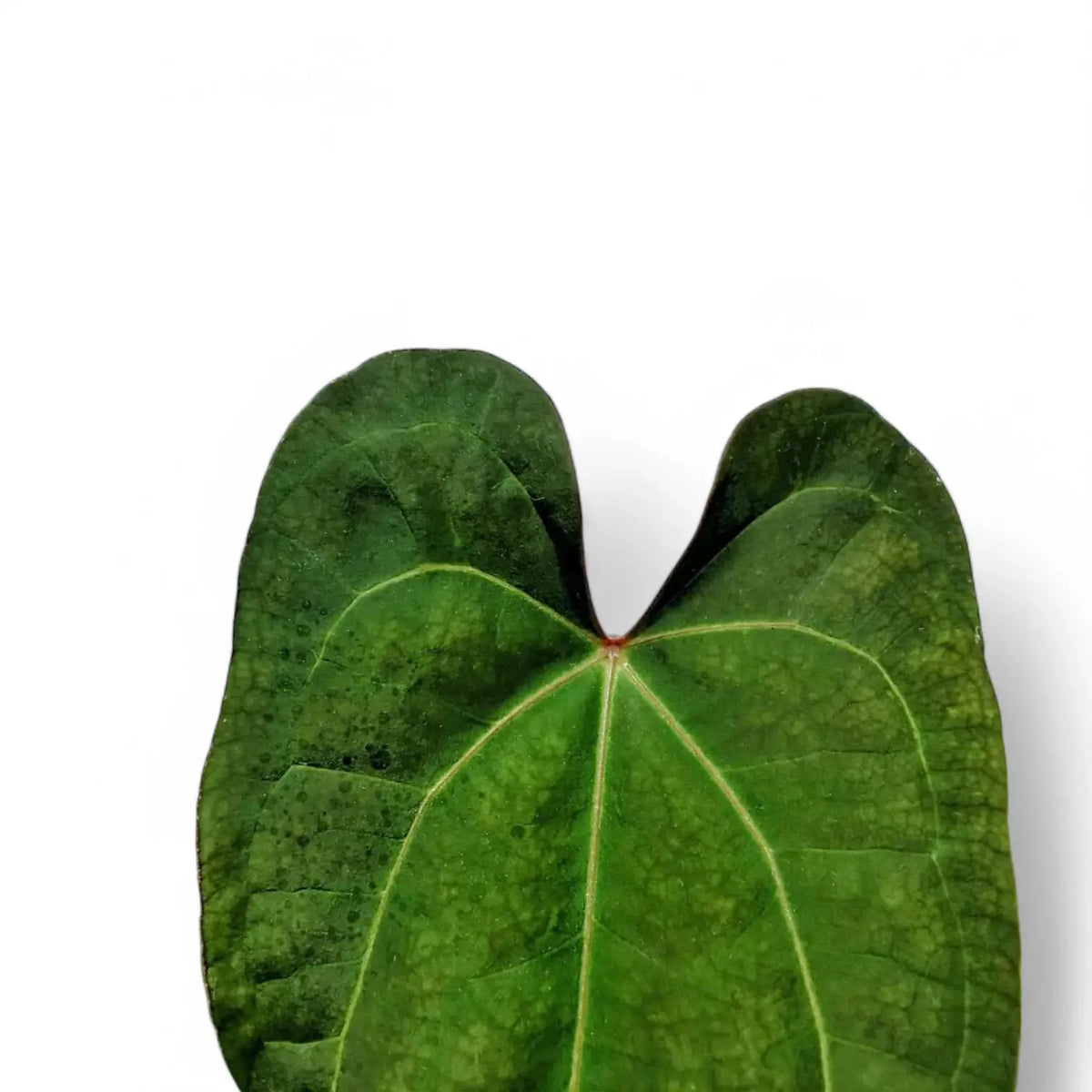 Anthurium papillilaminum x 'Ace of Spades' – Blattdetail vor weißem Hintergrund..