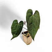 Anthurium papillilaminum x 'Ace of Spades' Zimmerpflanze im Anzuchttopf vor weißem Hintergrund, Produktfoto 2.