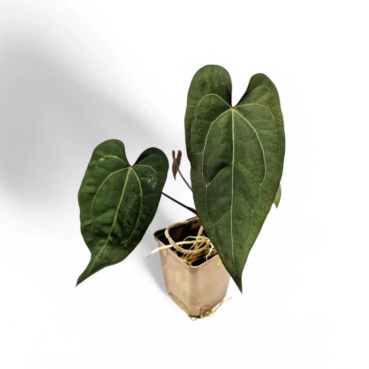 Anthurium papillilaminum x 'Ace of Spades' Zimmerpflanze im Anzuchttopf vor weißem Hintergrund, Produktfoto 2.
