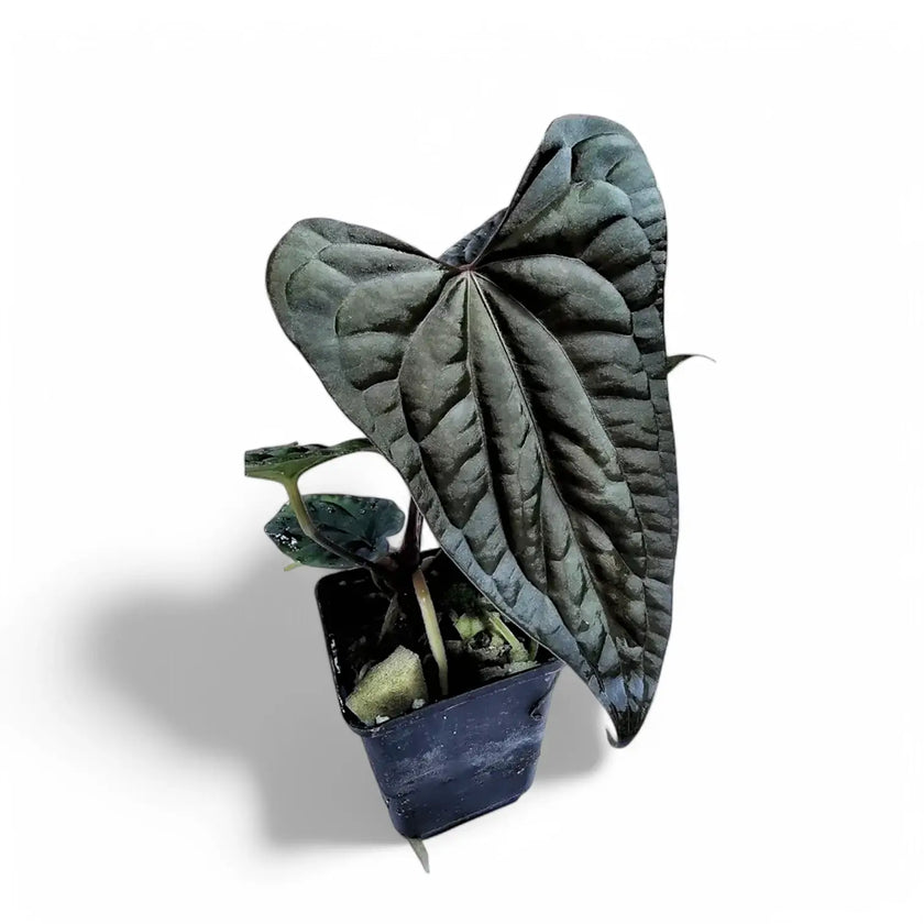 Anthurium papillilaminum x luxurians potted plant in nursery pot on white background.