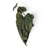 Anthurium papillilaminum x luxurians Zimmerpflanze im Anzuchttopf vor weißem Hintergrund, Produktfoto 5.