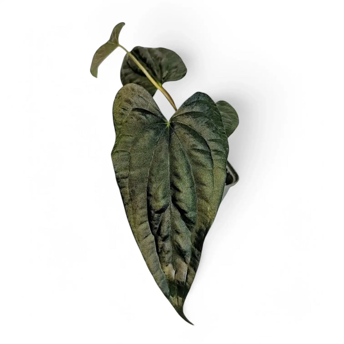Anthurium papillilaminum x luxurians Zimmerpflanze im Anzuchttopf vor weißem Hintergrund, Produktfoto 5.