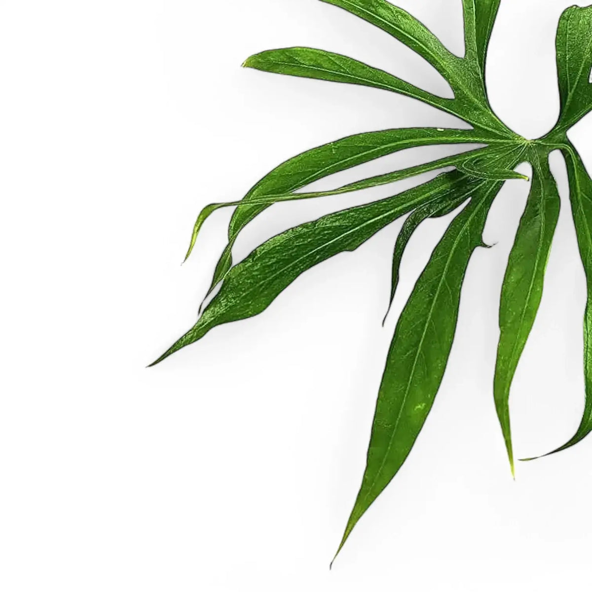Anthurium pedatoradiatum ('Fingers') – Blattdetail vor weißem Hintergrund..
