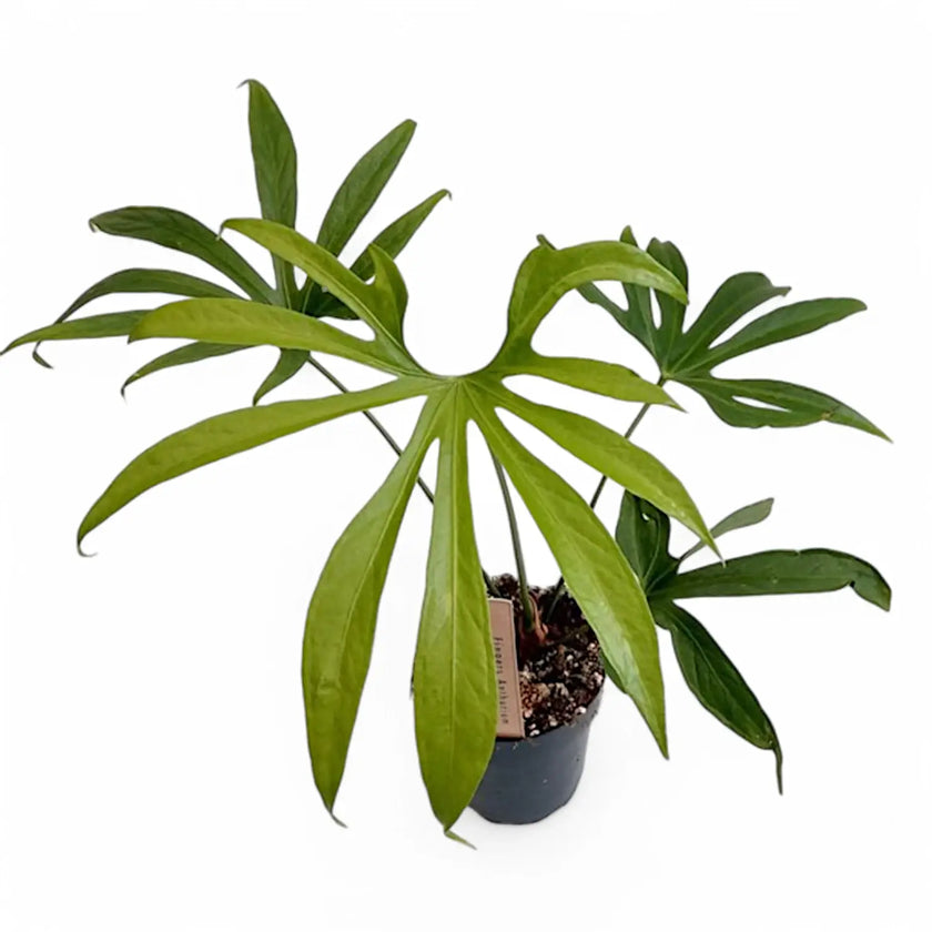 Anthurium pedatoradiatum ('Fingers') potted plant in nursery pot on white background.