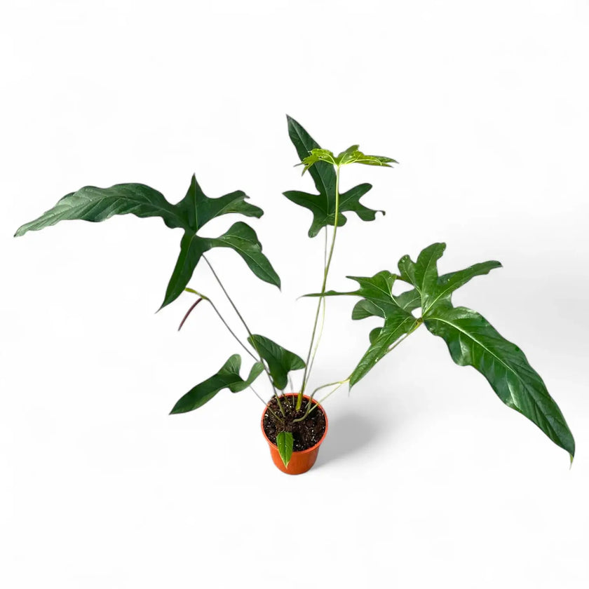 Anthurium pedatum potted plant in nursery pot on white background.