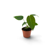 Junges Anthurium peltigerum mit drei grünen Blättern im Terrakottatopf