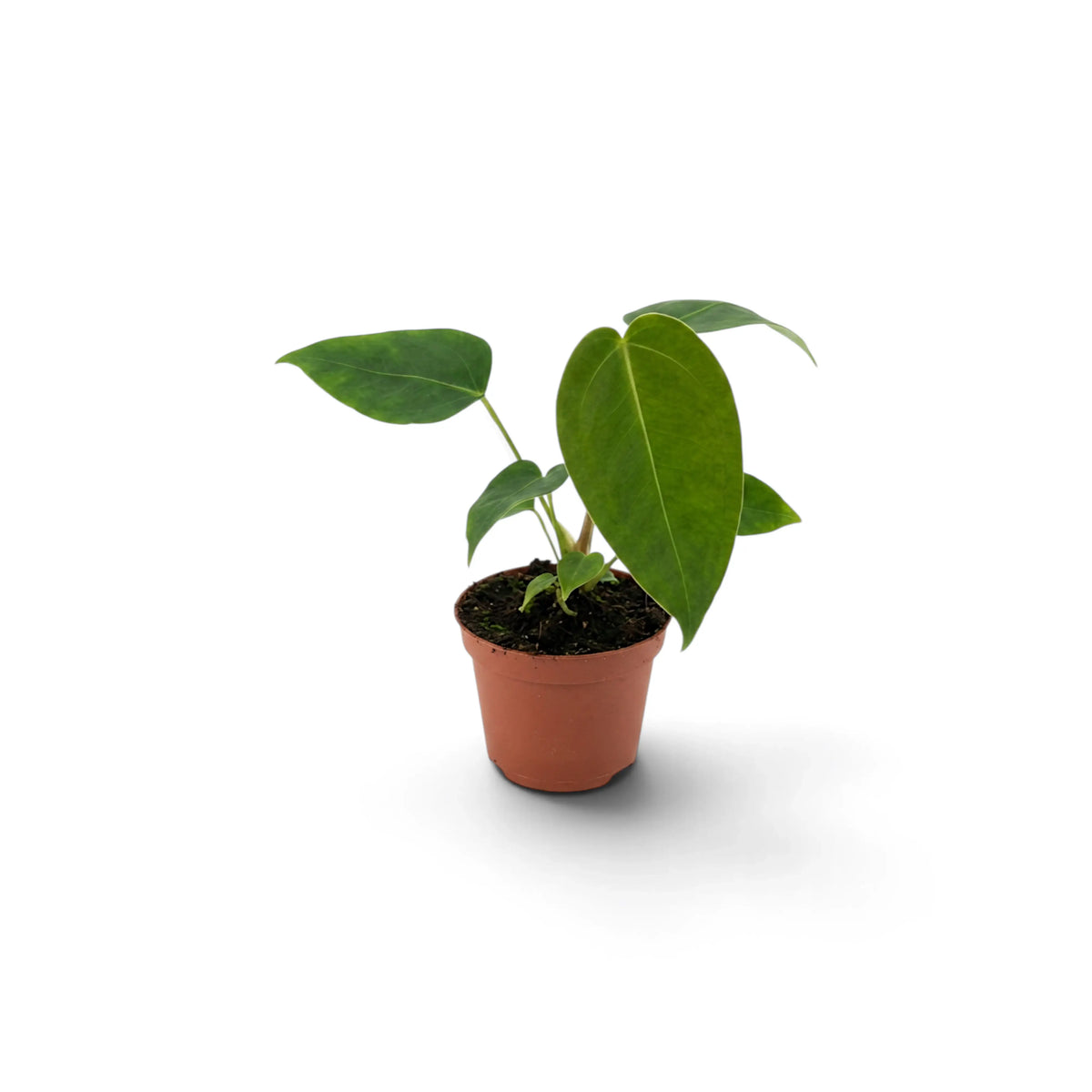 Junges Anthurium peltigerum mit drei grünen Blättern im Terrakottatopf