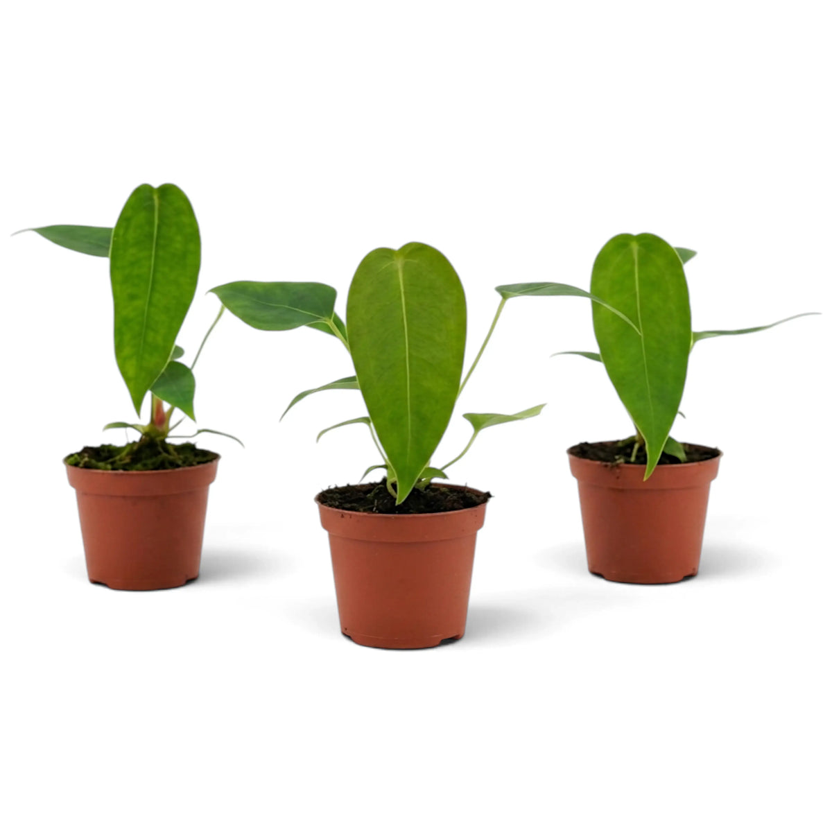 Drei junge Anthurium peltigerum mit aufrechten jungen Blättern