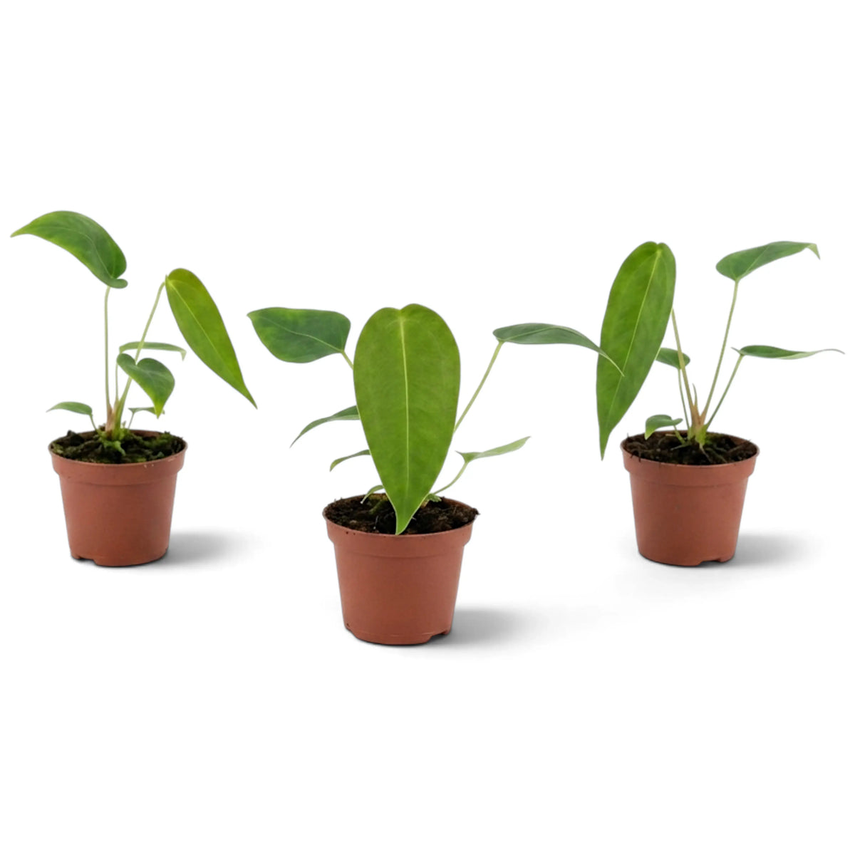 Drei junge Anthurium peltigerum mit unterschiedlich großen Blättern
