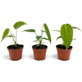 Drei junge Anthurium peltigerum in einer Reihe