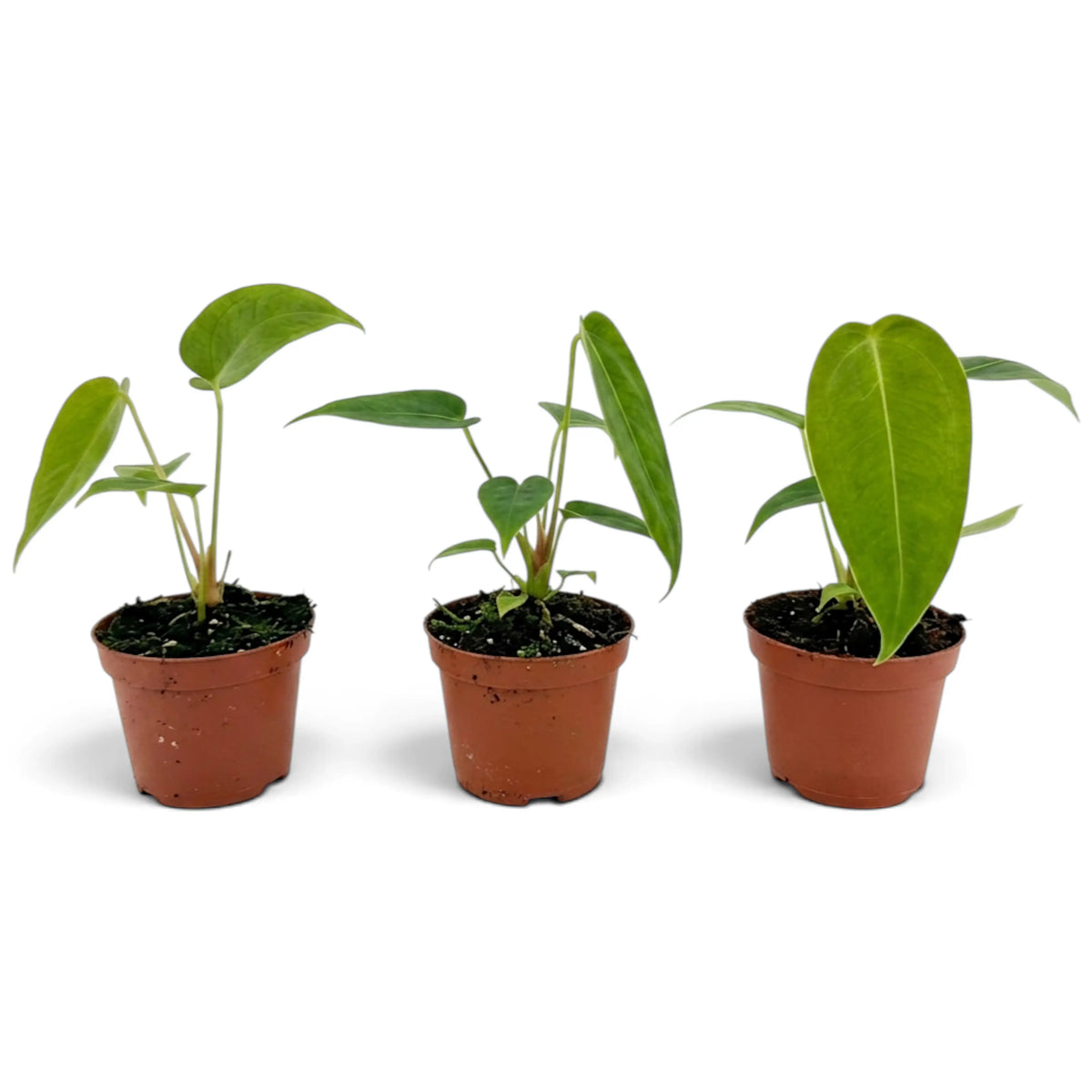 Drei junge Anthurium peltigerum in einer Reihe