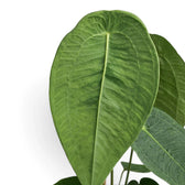 Nahaufnahme breiter Blätter von Anthurium peltigerum mit feinem netzartigem Adermuster