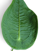 Nahaufnahme eines rundlichen Blattes von Anthurium peltigerum von oben