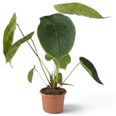 Großes Anthurium peltigerum mit breiten ovalen Blättern im Terrakottatopf