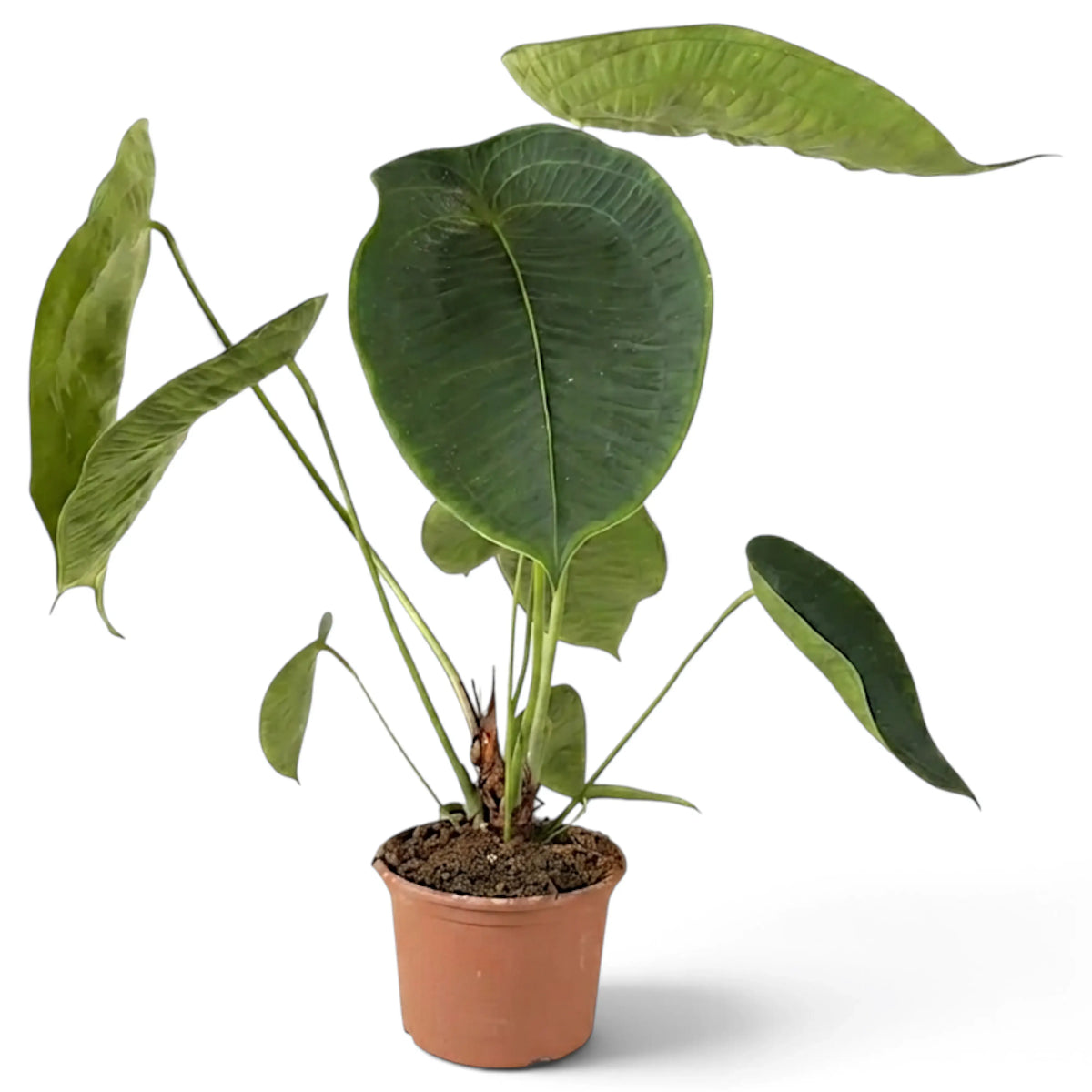 Großes Anthurium peltigerum mit breiten ovalen Blättern im Terrakottatopf