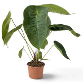 Großes Anthurium peltigerum mit hohen aufrechten Blättern, von der Seite