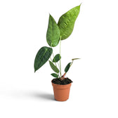 Aufrechtes mittelgroßes Anthurium peltigerum mit länglichen grünen Blättern