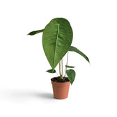 Mittelgroßes Anthurium peltigerum mit breiten Blättern und strukturierter Oberfläche im Terrakottatopf
