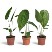 Drei mittelgroße Anthurium peltigerum in Terrakotta-Kulturtöpfen