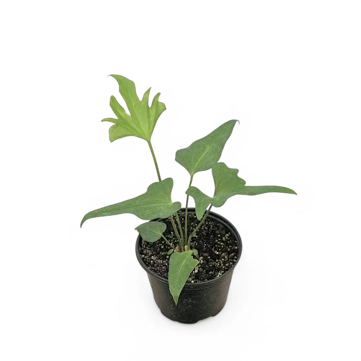 Anthurium podophyllum potted plant in nursery pot on white background.