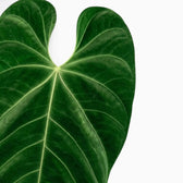 Anthurium queremalense – Nahaufnahme dunkelgrüner Blätter mit hellen Blattadern