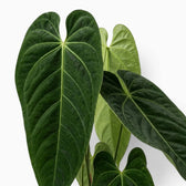 Anthurium queremalense – Nahaufnahme dunkelgrüner Blätter mit hellen Blattadern