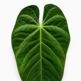 Anthurium queremalense – Nahaufnahme dunkelgrüner Blätter mit hellen Blattadern