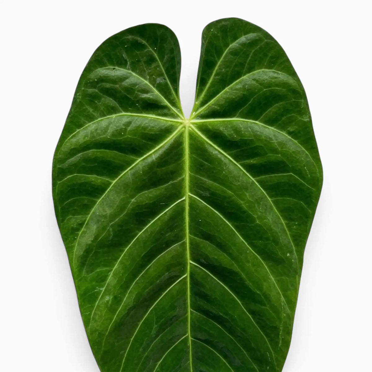 Anthurium queremalense – Nahaufnahme dunkelgrüner Blätter mit hellen Blattadern