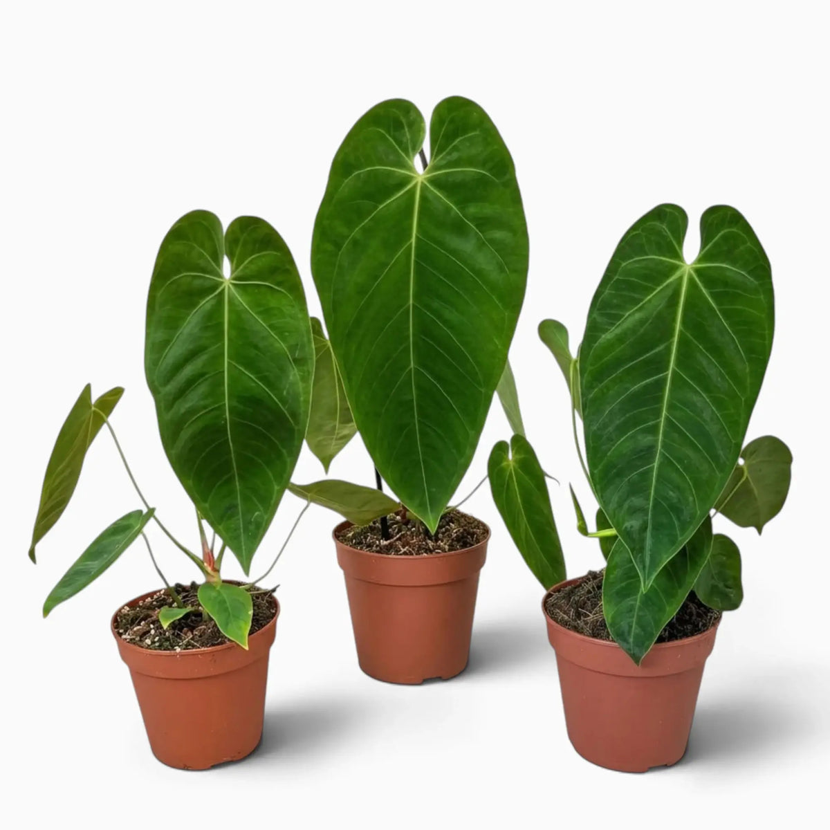 Anthurium queremalense mit länglichen, dunkelgrünen Blättern und hellen Blattadern